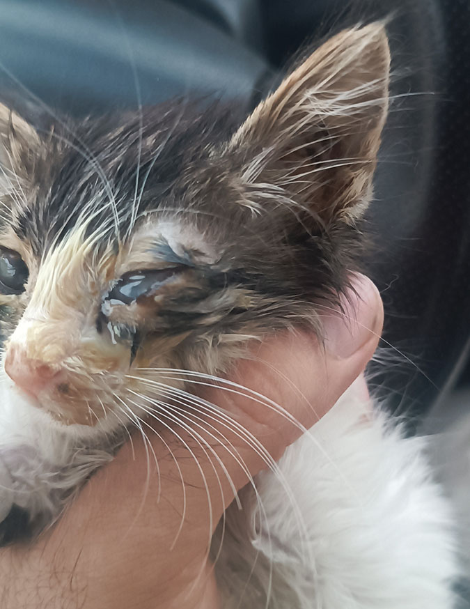 emergency-cat-misha-1